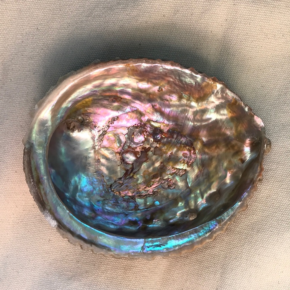 • Abalone Shell •